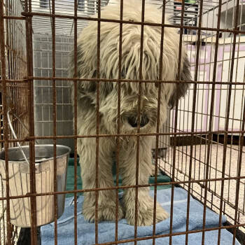 Rescue Old English Sheepdog Dogs for Adoption in Northbrook, Illinois - Lucas | PetCurious