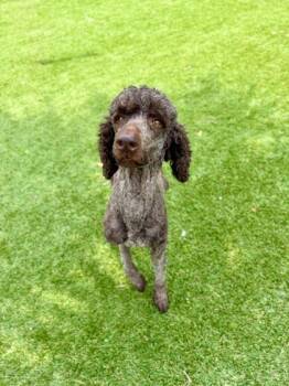 Standard Poodle and Mixed Breed Dogs Available for Adoption in Daytona Beach, Florida - Winnie The Poodle - 1 | PetCurious