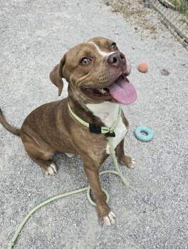 Rescue Pit Bull Terrier and Mixed Breed Dogs for Adoption in Springfield, Illinois - Dusty | PetCurious