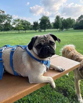 Oliver -  Pug Dog for Adoption in Wheaton, Illinois - Oliver | PetCurious