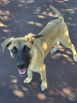 Rescue Belgian Shepherd Malinois and Mixed Breed Dogs for Adoption in Erin, Ontario - Chevy | PetCurious