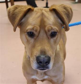 Mixed Breed Dogs Available for Adoption - BUTTER BALL | PetCurious