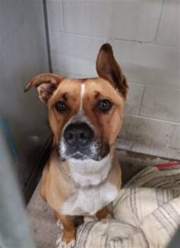 Pit Bull Terrier and Mixed Breed Dogs Available for Adoption - JAMES | PetCurious