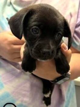 Boxer and Mixed Breed Dogs Available for Adoption in Morristown, New Jersey - Aioli | PetCurious