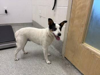 LUNAR LITE -  Parson Russell Terrier Dog for Adoption in Loveland, Colorado - LUNAR LITE | PetCurious