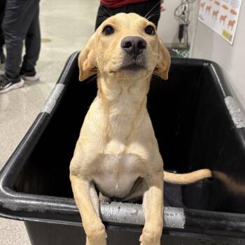 Huck -  Labrador Retriever and Mixed Breed Dog for Adoption in Tampa, Florida - Huck | PetCurious