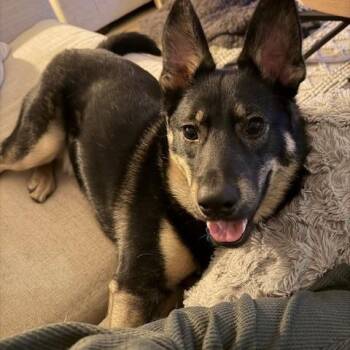 Sage -  German Shepherd Dog Dog for Adoption in Plainfield, Illinois - Sage | PetCurious