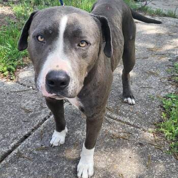 American Staffordshire Terrier Dogs Available for Adoption in San Antonio, Texas - BLUE | PetCurious