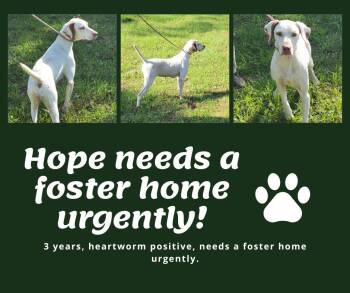 English Pointer Dogs Available for Adoption in Bridgeton, New Jersey - Needs Foster Hope (GA) | PetCurious