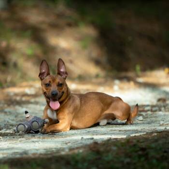 Rescue Shepherd and Dachshund Dogs for Adoption in Roswell, Georgia - Tater | PetCurious