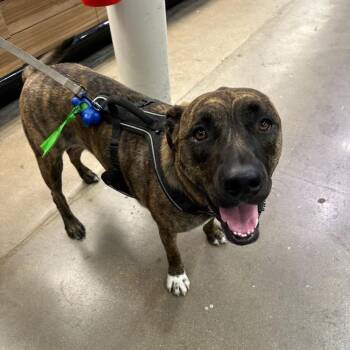 Brownie -  American Staffordshire Terrier and Mixed Breed Dog for Adoption in Waco, Texas - Brownie | PetCurious