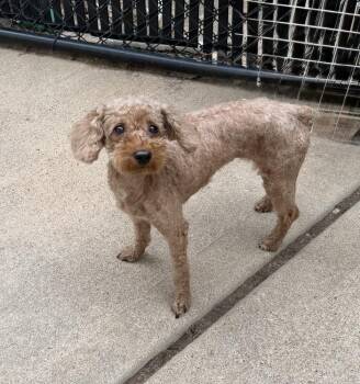 Rarity -  Poodle Dog for Adoption in Richmond, Texas - Rarity | PetCurious
