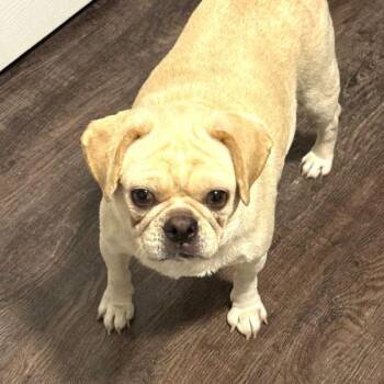 Rescue Pug Dogs for Adoption in Alvin, Texas - Lacey | PetCurious