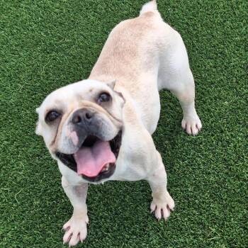 Morticia 5432 -  French Bulldog Dog for Adoption in Loxahatchee Groves, Florida - Morticia 5432 | PetCurious