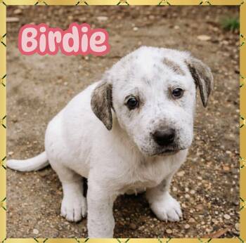 Labrador Retriever and Catahoula Leopard Dog Dogs Available for Adoption - Birdie | PetCurious