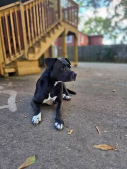 Rescue Pit Bull Terrier Dogs for Adoption in Rutherfordton, North Carolina - Tuxedo Bully Mix (Courtesy Post) | PetCurious