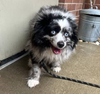 Rocky -  Australian Shepherd Dog for Adoption in Sioux City, Iowa - Rocky | PetCurious