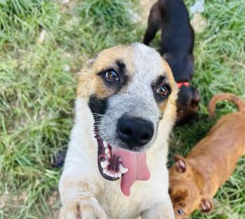 The Dude -  Corgi and Australian Shepherd Dog for Adoption in Rogers, Arkansas - The Dude | PetCurious