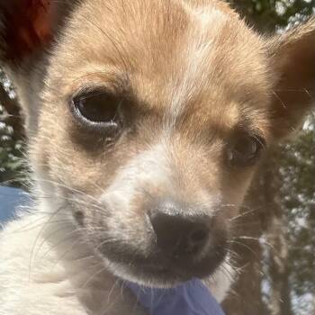 These -  Mixed Breed Dog for Adoption in Moab, Utah - These | PetCurious
