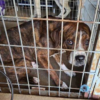 Rescue Boxer and Mixed Breed Dogs for Adoption in Graham, Texas - Rodger | PetCurious