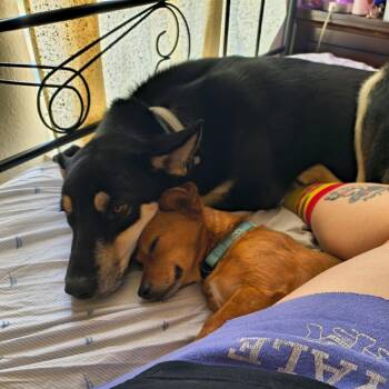 Husky Dogs Available for Adoption in Springfield, Missouri - Bruno Mars | PetCurious