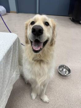Aslan -  Golden Retriever and Great Pyrenees Dog for Adoption in Teterboro, New Jersey - Aslan | PetCurious