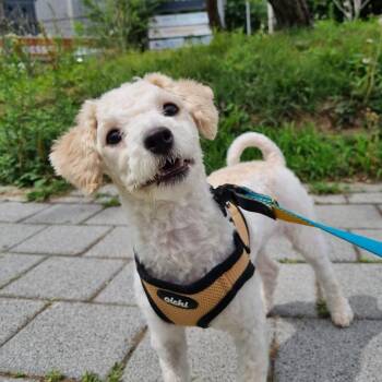 SUN -  Maltipoo Dog for Adoption in Springfield, Virginia - SUN | PetCurious