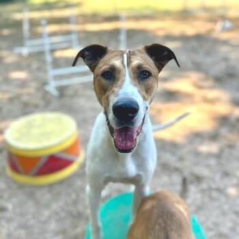 Rescue Mixed Breed Dogs for Adoption in Poplar Bluff, Missouri - Sparky | PetCurious