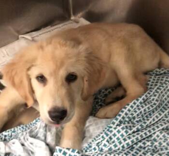 Max -  Great Pyrenees and Labrador Retriever Dog for Adoption in Parma, Ohio - Max | PetCurious