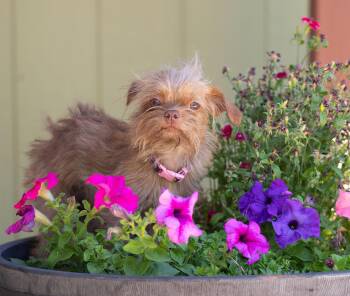 Pepsi -  Brussels Griffon Dog for Adoption in New Washoe City, Nevada - Pepsi | PetCurious