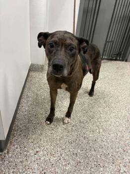 Tink -  Pit Bull Terrier and Mixed Breed Dog for Adoption in Gastonia, North Carolina - Tink | PetCurious