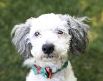 Miniature Poodle Dogs Available for Adoption in Minneapolis, Minnesota - Holly | PetCurious