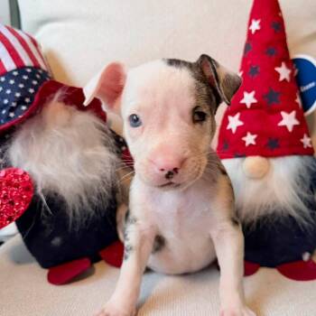 Rori -  Chihuahua Dog for Adoption in Lutz, Florida - Rori | PetCurious