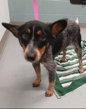 Minnie -  Cattle Dog and Mixed Breed Dog for Adoption in Kansas City, Missouri - Minnie | PetCurious