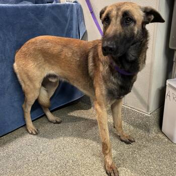 IVHS-Stray-142265 -  German Shepherd Dog Dog for Adoption in San Gabriel, California - IVHS-Stray-142265 | PetCurious