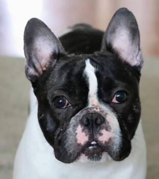 French Bulldog Dogs Available for Adoption in Chambersburg, Pennsylvania - Oreo | PetCurious