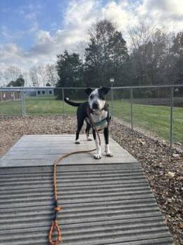 Mixed Breed Dogs Available for Adoption - Mick | PetCurious