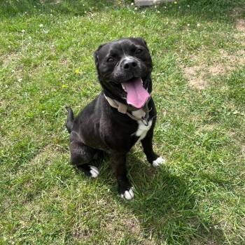 Mixed Breed Dogs Available for Adoption in West Jefferson, Ohio - Warren | PetCurious