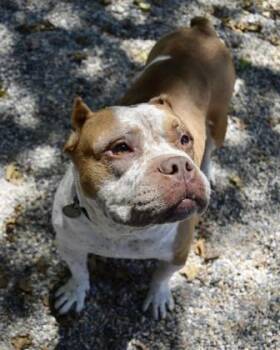 American Bulldog and Mixed Breed Dogs Available for Adoption - Country Ham | PetCurious