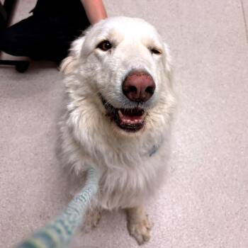 Claire -  Great Pyrenees and Mixed Breed Dog for Adoption in Murray, Utah - Claire | PetCurious