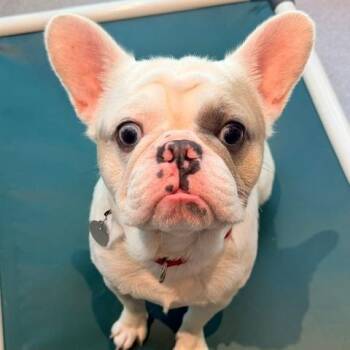 Valley 22912 -  French Bulldog Dog for Adoption in Cumming, Georgia - Valley 22912 | PetCurious