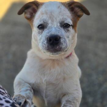Cream -  Cattle Dog and Chug Dog Available for Adoption in Salem, Oregon - Cream | PetCurious