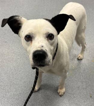DOOGAL -  Pit Bull Terrier Dog for Adoption in Indianapolis, Indiana - DOOGAL | PetCurious