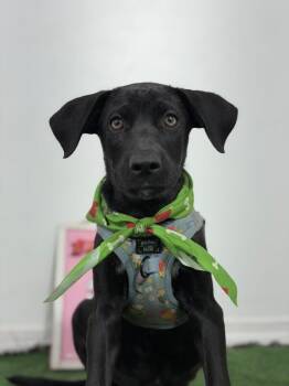 Reno-One of our Amazing Rescue Dogs -  Black Labrador Retriever and Black Mouth Cur Dog for Adoption in Carlsbad, California - Reno-One Of Our Amazing Rescue Dogs | PetCurious