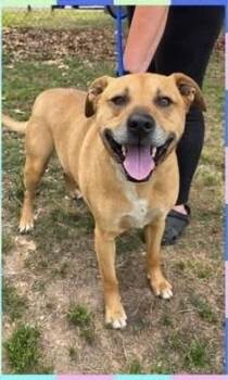 Shepherd and Boxer Dogs Available for Adoption in Brewster, New York - Koda The Kind | PetCurious