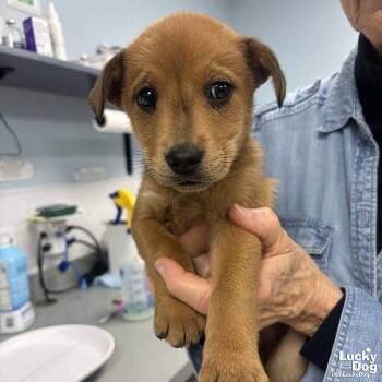 Shepherd and Labrador Retriever Dogs Available for Adoption - Hilary | PetCurious