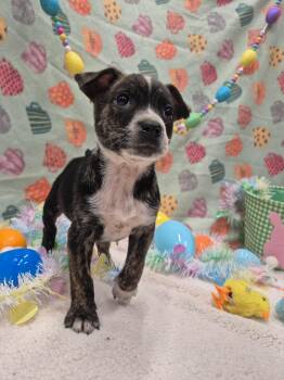 Catahoula Leopard Dog and Hound Dogs Available for Adoption in Dover, Arkansas - Bubbles Benny | PetCurious