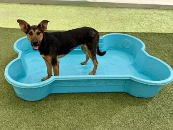 Toffee -  German Shepherd Dog and Mixed Breed Dog for Adoption in Fort Worth, Texas - Toffee | PetCurious