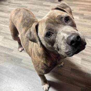American Bulldog Dogs Available for Adoption in Carencro, Louisiana - Moo Deng | PetCurious