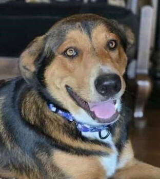 Rescue German Shepherd Dog and Beauceron Dogs for Adoption in Boerne, Texas - Henna | PetCurious